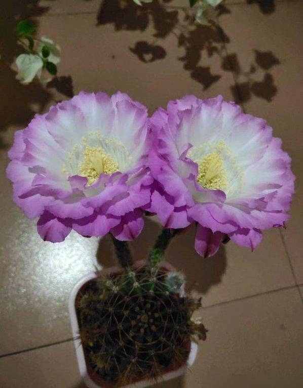 好看